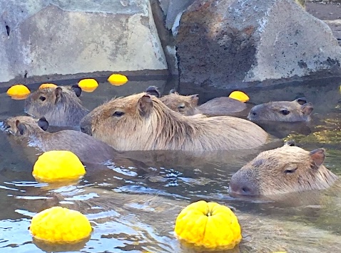 伊豆シャボテン動物公園